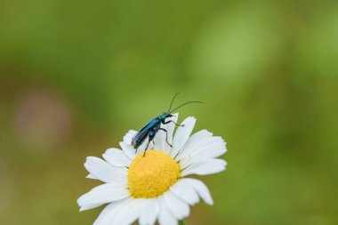 Güzel yeşil bir böcek, yemyeşil çimlerle çevrili güzel beyaz bir papatya çiçeğinin üzerine tünemiştir. Bitkinin büyümesine ve gelişmesine yardım eden bal arısı gibi bir polen taşıyıcıdır.