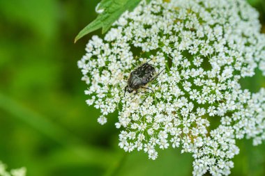 Siyah bir böcek tarafından küçük beyaz bir çiçek konuyor. Çiçek, çimenler ve diğer toprak örtüsü bitkileriyle çevrili bir Valerian bitkisinin parçasıdır.