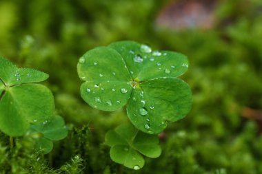 Su damlacıklarıyla kaplı dört yapraklı yoncanın detaylı görüntüsü doğal güzelliğini ve tazeliğini gözler önüne seriyor.