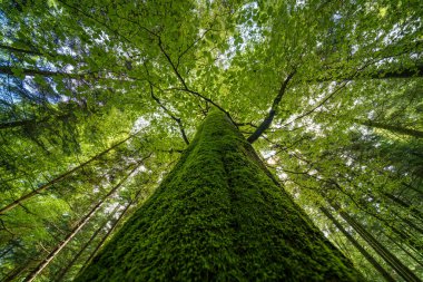Yoğun bir ormanda yeşil yaprakların bol olduğu bir ağaca bakmak, dingin ve canlı bir doğal manzarayı gözler önüne seriyor.