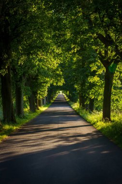Her iki tarafında ağaçlar olan gölgeler ve doğayla bir bağ sunan manzaralı bir yol. Asfalt yol, yeşil çimenler ve çeşitli yeşillik gölgeleriyle ağaçlık bir alanda esiyor.