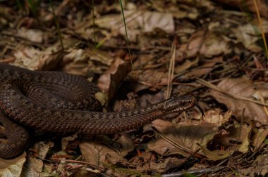 Orman zeminine karışan bir yılanın yakın çekimi yapraklar ve dallar arasında doğal kamuflajını sergiliyor..