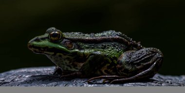 Yeşil bir kurbağa doğal ortamında bir taşın üzerinde duruyor. Çevresiyle birlikte detaylı bir şekilde çekilmiş.
