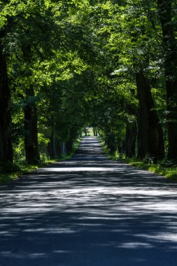 Yaprakların arasından süzülen güneş ışığıyla ağaçlarla kaplı güzel bir köy yolu, doğa aşıkları için mükemmel..