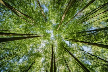 Güneş ışığı, gür ve canlı bir ormandaki uzun ağaçların arasından akıyor. Doğa ve sükunet temaları için mükemmel.
