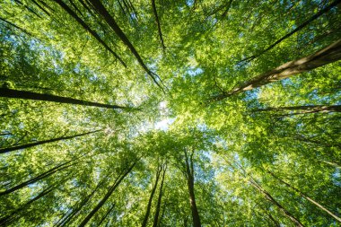 Güneş ışığı, gür ve canlı bir ormandaki uzun ağaçların arasından akıyor. Doğa ve sükunet temaları için mükemmel.