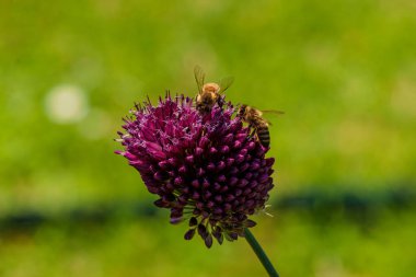 Canlı mor bir çiçekten nektar toplayan bir arıya yakın plan arkaplanda bulanık yeşillik.