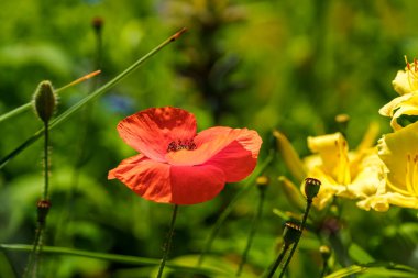 Canlı kırmızı gelincik çiçeği yemyeşil ve sarı çiçeklerle dolu renkli bir yaz bahçesinde çiçek açıyor..