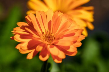 Canlı turuncu bir çiçeğin güzel yakın çekimi tam çiçeklenmiş, yeşil bir arka planı olan ılık güneş ışığıyla yıkanmış..