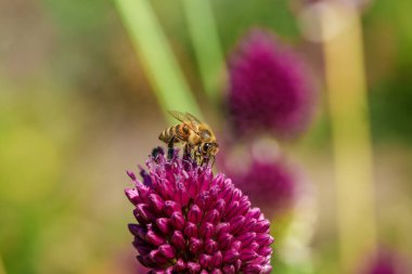 Canlı mor bir çiçekten nektar toplayan bir arıya yakın plan arkaplanda bulanık yeşillik.