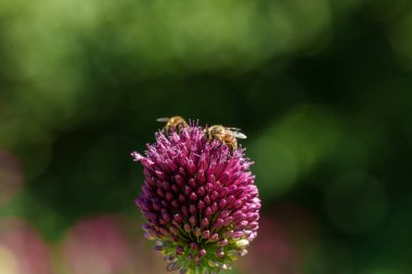 Canlı mor bir çiçekten nektar toplayan bir arıya yakın plan arkaplanda bulanık yeşillik.