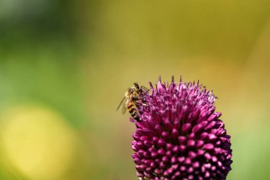 Canlı mor bir çiçekten nektar toplayan bir arıya yakın plan arkaplanda bulanık yeşillik.