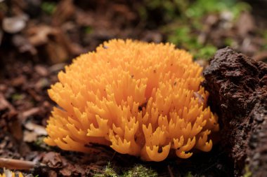 Açık turuncu mercan mantarları orman zemininde yemyeşil yosunlarda yetişiyor. Doğanın güzelliği.