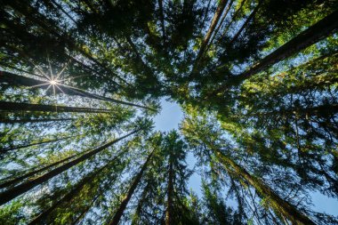 Güneş ışığı, gür ve canlı bir ormandaki uzun ağaçların arasından akıyor. Doğa ve sükunet temaları için mükemmel.