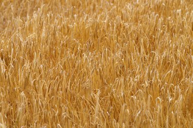 Altın güneş ışığında yemyeşil bir buğday tarlası, yaz güneşi altında olgunlaşıyor, bereketli hasat mevsimini sergiliyor.