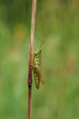 Canlı yeşil bir çekirgenin detaylı makro görüntüsü yemyeşil arka planda bir bitki sapına tünemiş..