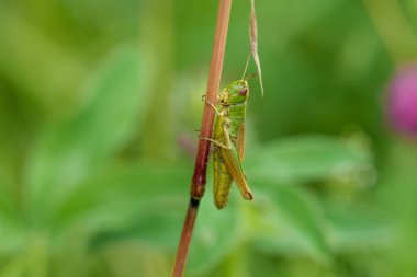 Canlı yeşil bir çekirgenin detaylı makro görüntüsü yemyeşil arka planda bir bitki sapına tünemiş..