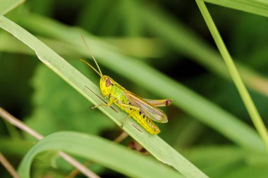 Canlı yeşil bir çekirgenin detaylı makro görüntüsü yemyeşil arka planda bir bitki sapına tünemiş..