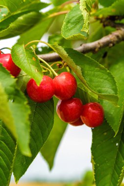Güneş ışığının altında yemyeşil yaprakları olan yemyeşil bir meyve bahçesinde yetişen olgun kırmızı kirazların yakın görüntüsü.