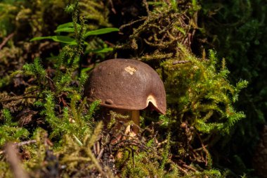 Yakından bakınca orman zemininde yosun ve bitkilerle çevrili bir mantar görüyoruz. Doğanın somutlaşmış ekosistem güzelliği.