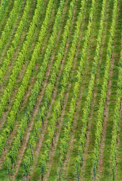 stock image Neat rows of lush green crops in farmland from an aerial view showcase an organized and thriving agricultural landscape