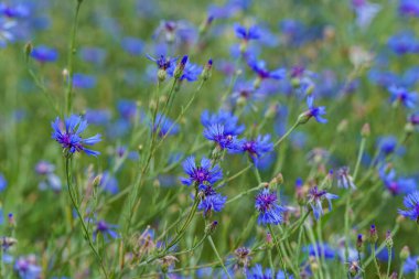 Parlak mavi kır çiçeklerinden oluşan büyüleyici bir tarla yaz mevsiminde çiçek açmış, doğanın güzelliğini gözler önüne seriyor..