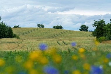 Resimli bir çayır, doğadaki yazın güzelliğini somutlaştıran çeşitli renklerde canlı kır çiçekleriyle doludur.