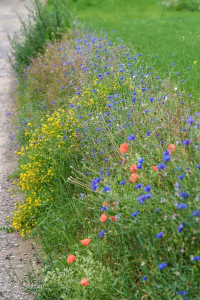 stock image Vibrant wildflower meadow with mixed blooms along a peaceful path, showcasing natural beauty and biodiversity.