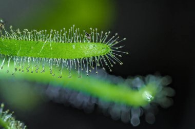 Çiğ dokunaçları olan bir Drosera bitkisinin makro görüntüsü. Doğal adaptasyon gösteren etobur bir tür.