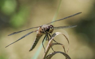Bir yusufçuğun çimenlerin üzerine tünediği yakın plan görüntüsü, karmaşık detaylar ve doğal güzellikler sergiliyor..