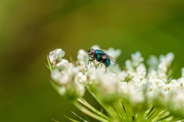 Canlı bir sinek güzel beyaz çiçeklerin üzerinde dinleniyor. Karmaşık ayrıntıları ve doğanın saf güzelliğini gözler önüne seriyor.