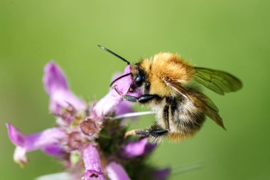 Yaban arısı yemyeşil bir ortamda canlı mor bir çiçekten nektar toplar ve doğal güzelliklerini sergiler.