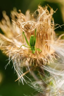 Canlı yeşil bir çekirge, narin bir şekilde kurumuş bir çiçeğe tünemiş ve doğanın karmaşık güzelliğini gözler önüne seriyor.