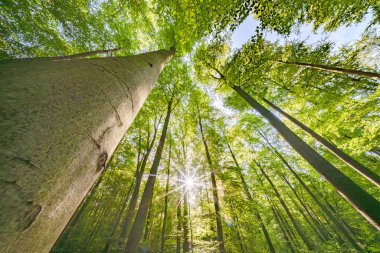 Nefes kesen güzellikte canlı, yemyeşil bir orman tepe örtüsü. Güneş ışığı yaprakların arasından yavaşça süzülüyor.