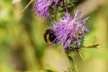 Yaban arısı yemyeşil bir ortamda canlı mor bir çiçekten nektar toplar ve doğal güzelliklerini sergiler.