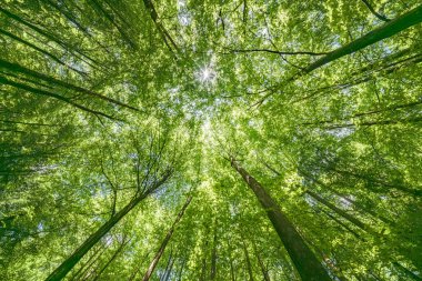 Yoğun yeşil bir gölgeliğin altından canlı bir manzara. Güneş ışığı yukarıdaki yaprakların arasından hafifçe süzülüyor.