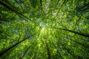 Yoğun yeşil bir gölgeliğin altından canlı bir manzara. Güneş ışığı yukarıdaki yaprakların arasından hafifçe süzülüyor.