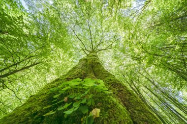 Görkemli bir şekilde süzülen uzun bir ağacın nefes kesici ve çarpıcı görüntüsü yemyeşil yaprakların arasından güneş ışığına doğru