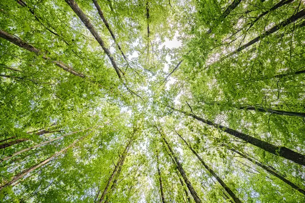 Güneşli yeşil yapraklar ve uzun ağaçların olduğu güzel, sakin bir manzara, gerçekten çarpıcı güzellikleri teşvik ediyor.