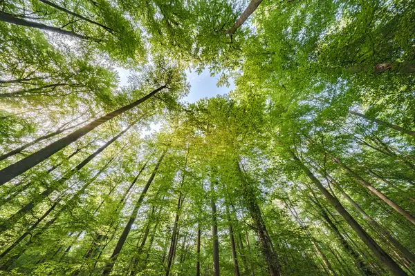 Güneşli yeşil yapraklar ve uzun ağaçların olduğu güzel, sakin bir manzara, gerçekten çarpıcı güzellikleri teşvik ediyor.
