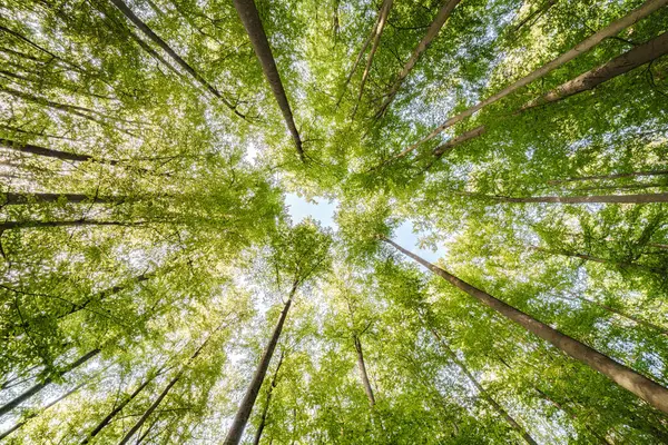 Güneşli yeşil yapraklar ve uzun ağaçların olduğu güzel, sakin bir manzara, gerçekten çarpıcı güzellikleri teşvik ediyor.