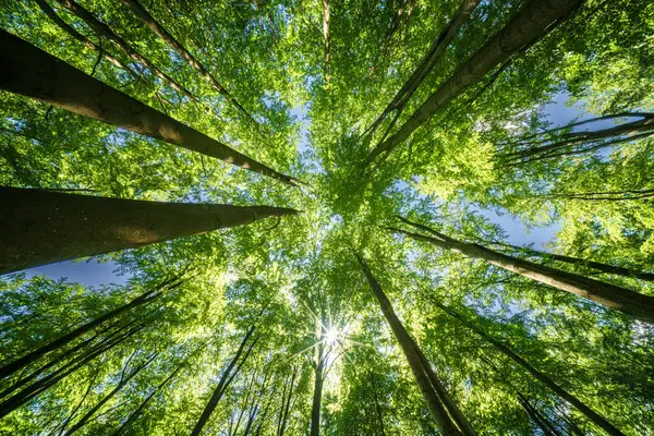 Yoğun yeşil bir gölgeliğin altından canlı bir manzara. Güneş ışığı yukarıdaki yaprakların arasından hafifçe süzülüyor.