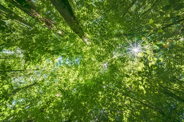 stock image A vibrant view from below a dense green canopy where the sunlight softly filters through the leaves above