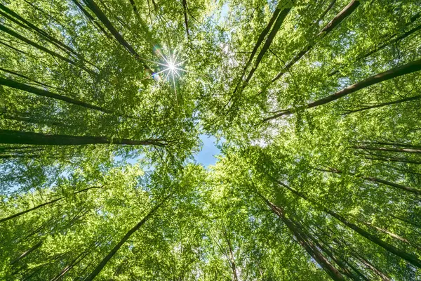 A vibrant view from below a dense green canopy where the sunlight softly filters through the leaves above