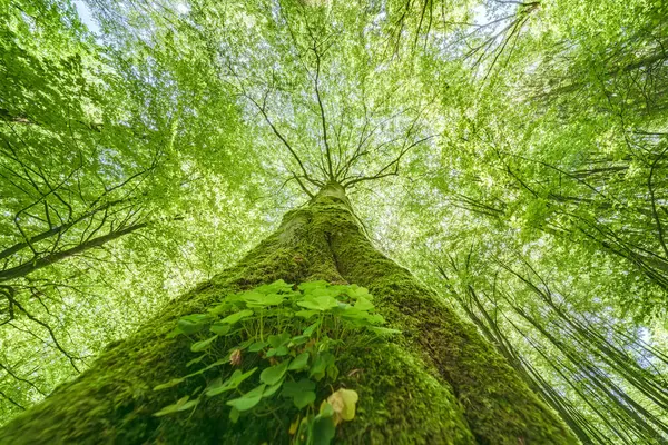 Görkemli bir şekilde süzülen uzun bir ağacın nefes kesici ve çarpıcı görüntüsü yemyeşil yaprakların arasından güneş ışığına doğru