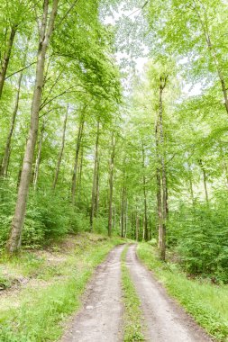 Tamamen canlı ve yemyeşil orman manzarası ile çevrili, barışçıl bir yol keşfetmek için yola koyuldular.
