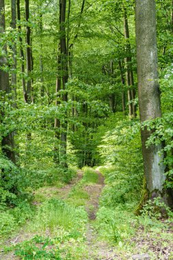 Tamamen canlı ve yemyeşil orman manzarası ile çevrili, barışçıl bir yol keşfetmek için yola koyuldular.