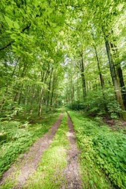 Tamamen canlı ve yemyeşil orman manzarası ile çevrili, barışçıl bir yol keşfetmek için yola koyuldular.