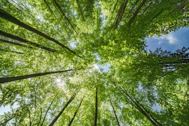 Huzurlu ve sakin bir perspektif canlı yeşil ağaçların arasından sonsuz açık mavi gökyüzüne bakıyor.