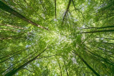 Canlı yeşil yaprakların ve aşağıdaki uzun ağaçların nefes kesici manzarası doğanın mükemmel güzelliğini gözler önüne seriyor.